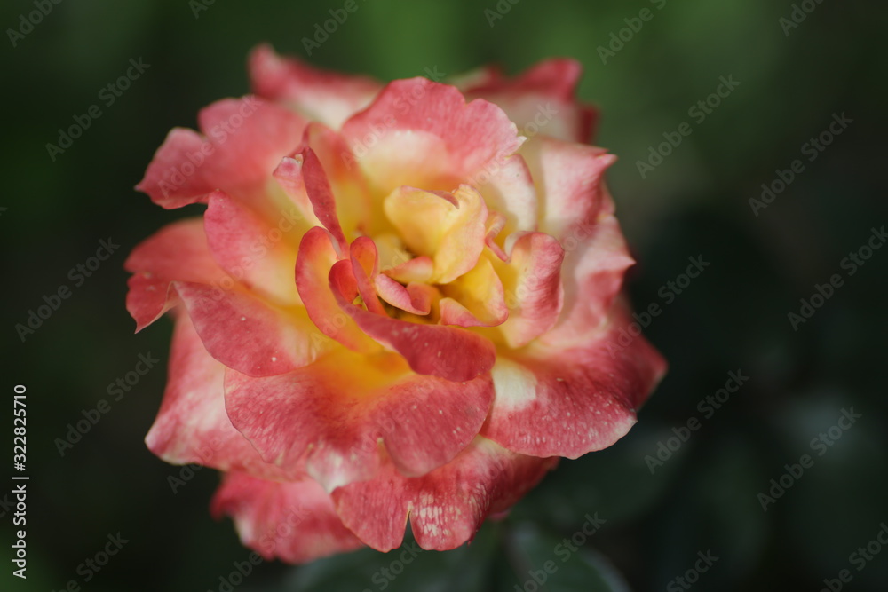 rose flowers close up on a blurred background in summer red green pink white
