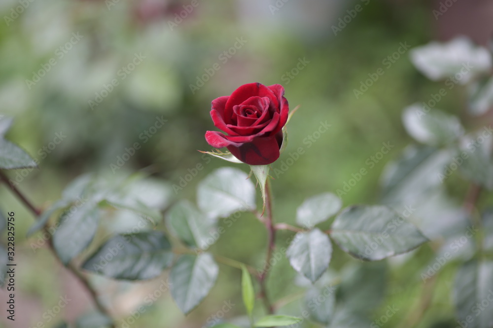 rose flowers close up on a blurred background in summer red green pink white rose flowers close up on a blurred background in summer red green pink white