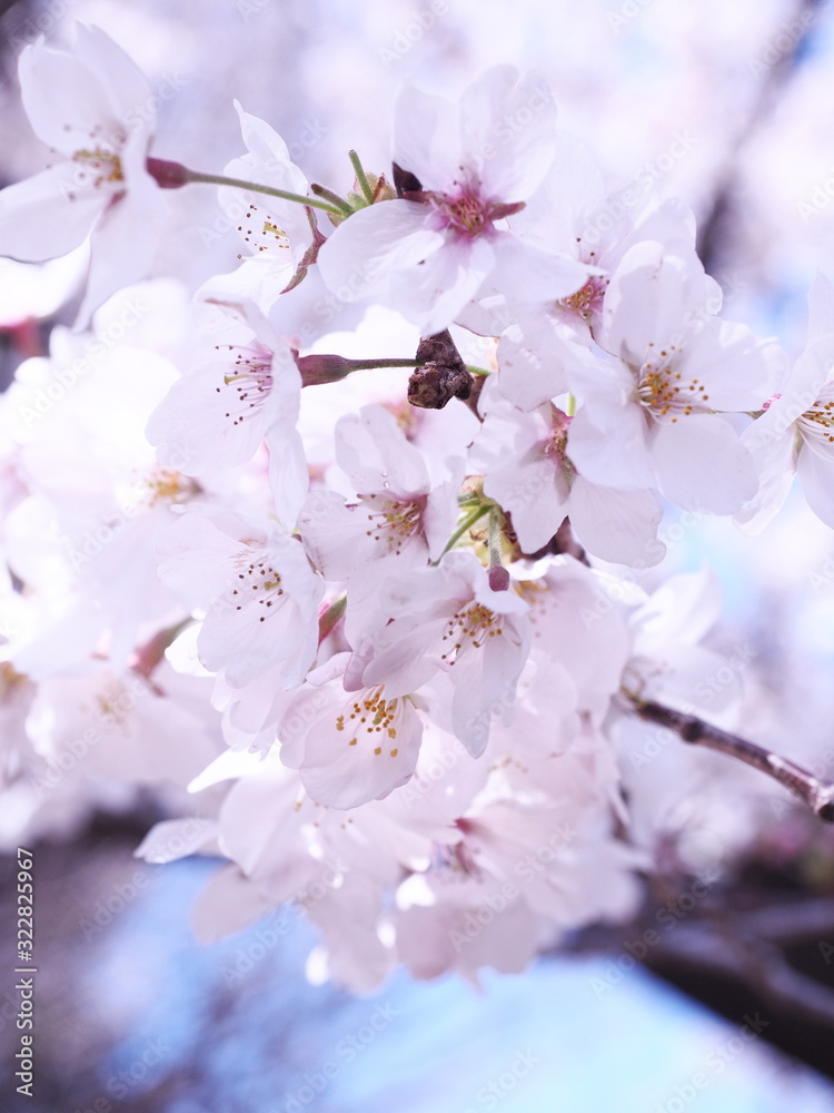 Obraz premium 桜 千鳥ヶ淵