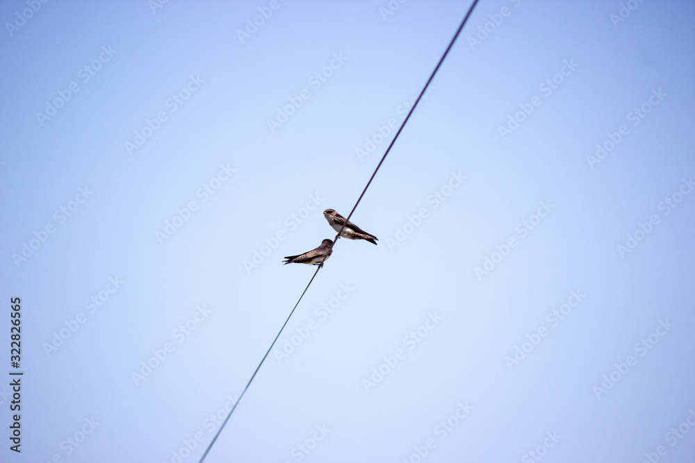 birds birds
