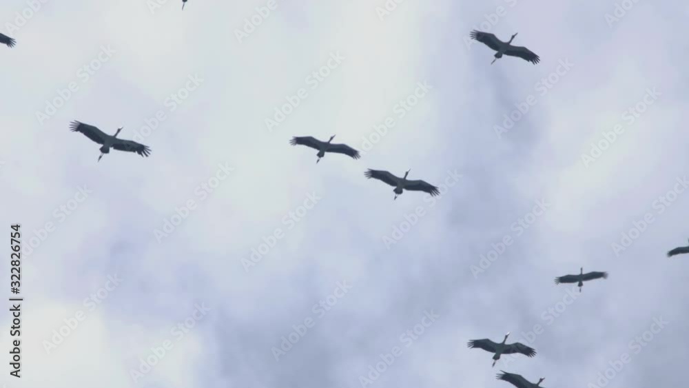 Flock of Asian Openbill birds in blue sky Flock of Asian Openbill birds in blue sky