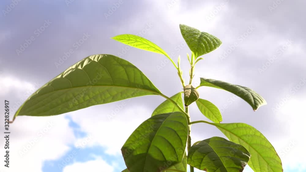 A light breeze sways the leaves of a young avocado against the background of the sky and clouds A light breeze sways the leaves of a young avocado against the background of the sky and clouds