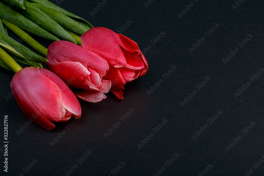 several red tulips on a dark background. Holiday Cards for Valentine's Day, Women's Day, Easter Day several red tulips on a dark background. Holiday Cards for Valentine's Day, Women's Day, Easter Day