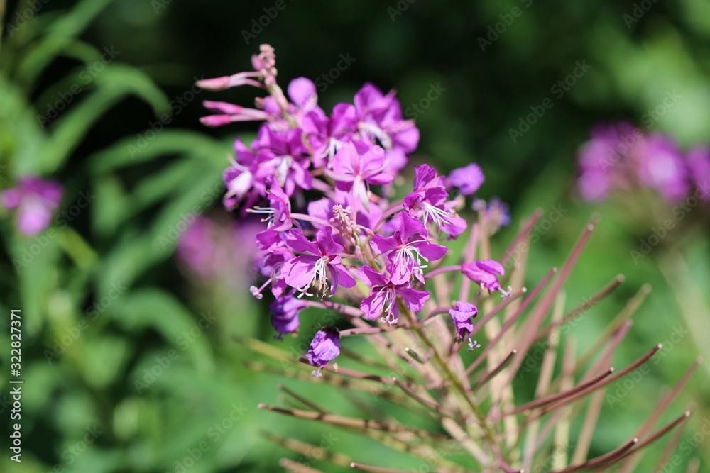 Purple fireweed / rosebay willow herb / giant willow herb / epilobium angustifolium flowers in a closeup. Blooming colorful flowers with soft green background. Photographed in Finland sunny spring day Purple fireweed / rosebay willow herb / giant willow herb / epilobium angustifolium flowers in a closeup. Blooming colorful flowers with soft green background. Photographed in Finland sunny spring day
