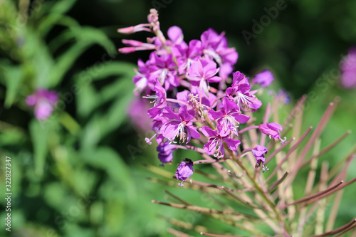 Purple fireweed / rosebay willow herb / giant willow herb / epilobium angustifolium flowers in a closeup. Blooming colorful flowers with soft green background. Photographed in Finland sunny spring day
