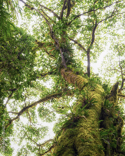 The Monteverde Cloud Forest Reserve (Reserva Biológica Bosque Nuboso Monteverde) is a Costa Rican reserve located along the Cordillera de Tilarán within the Puntarenas and Alajuela provinces. photo