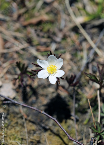 Small white wood anemore / windflower / thimbleweed / smell fox flower in a closeup. Early-spring flowering cute little plant photographed in Finland. Sunny spring day. Color closeup image. photo