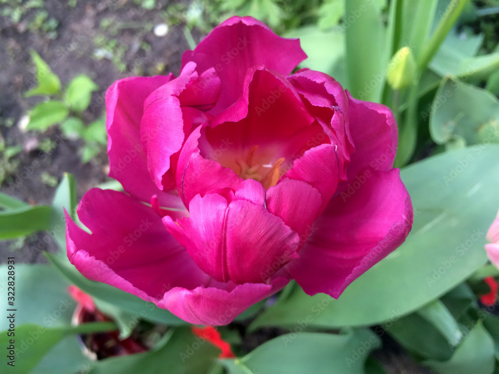 Flower of pink terry tulip in the garden Flower of pink terry tulip in the garden