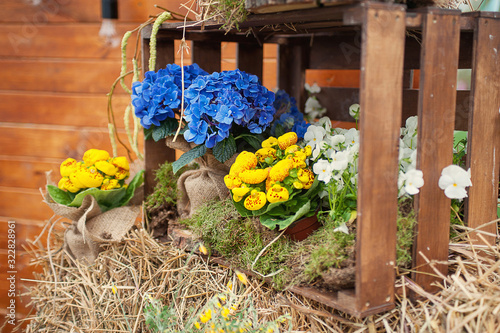 Rustic decor with pots of hydrangea flowers and calceolaria burlap hay and wooden crates. Horizontal photo