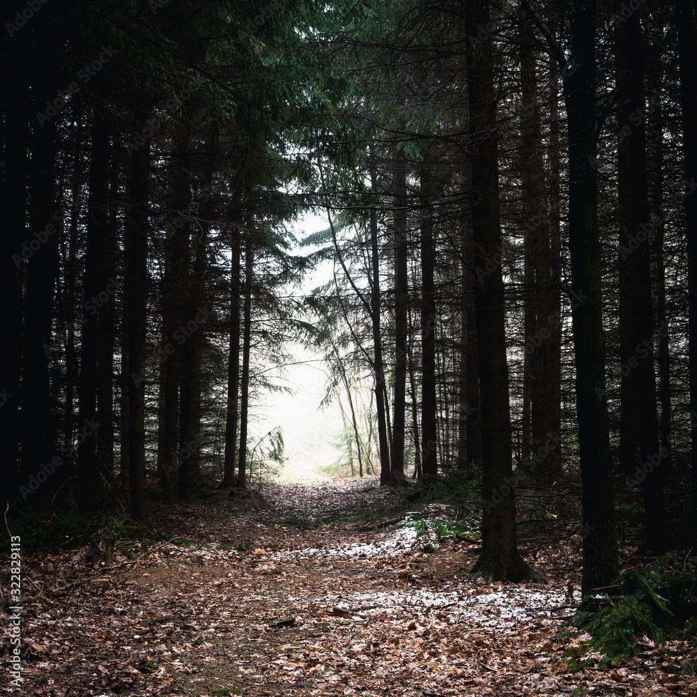 Fototapeta premium Lichtung im Wald