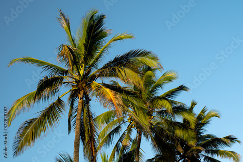 three palms in sunny day