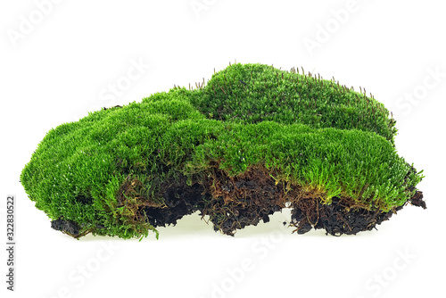 Green moss isolated on a white background. Mossy hill.