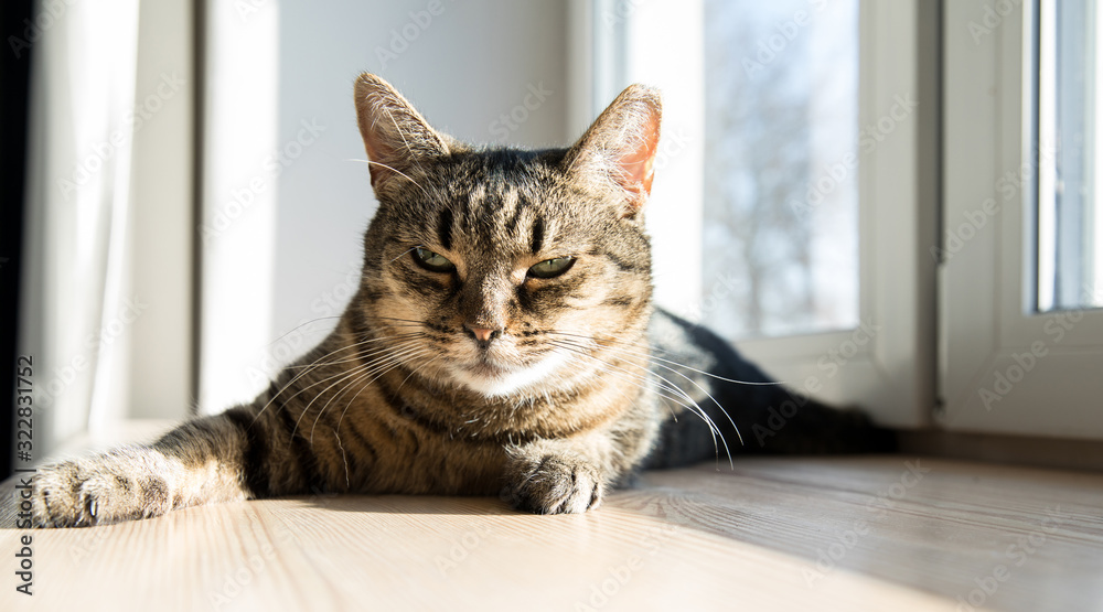 Relaxed domestic cat at home, indoor