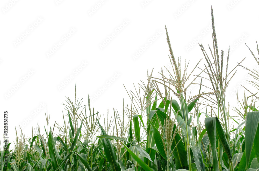 Corn plants isolated on white background, copy space. Top of corn isolated on white. Corn plants growing on the field. Green corn isolated on a white background. Corn plants isolated on white background, copy space. Top of corn isolated on white. Corn plants growing on the field. Green corn isolated on a white background.