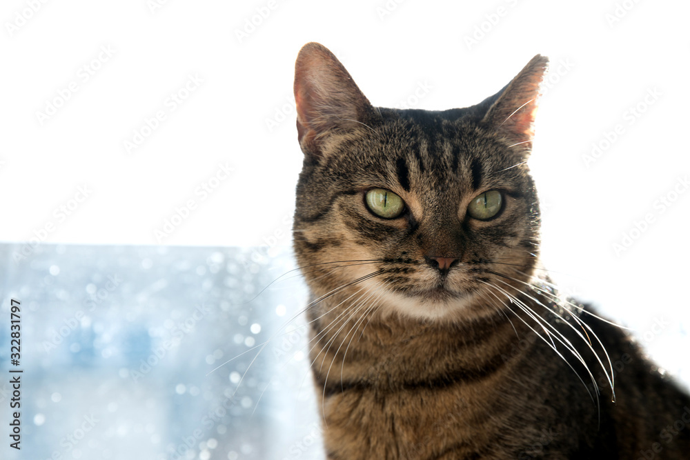 Fototapeta premium Relaxed domestic cat at home, indoor