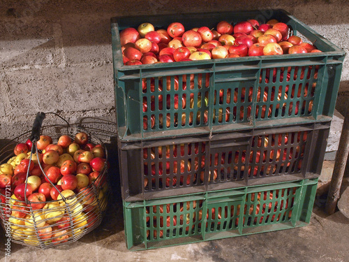 Apples in cellar