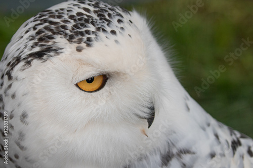snow owl © scott