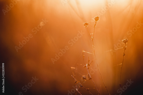 dry orange grass at sunset