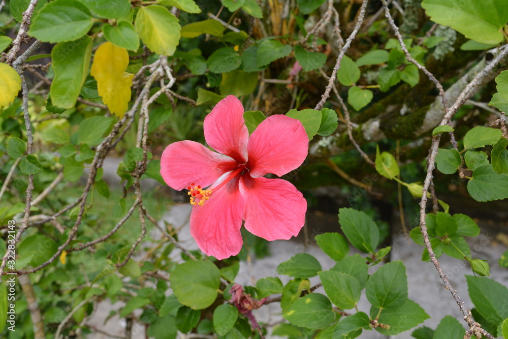 pink flower in the garden pink flower in the garden
