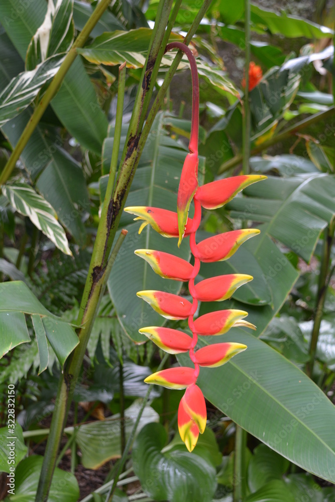 Obraz premium tropical plant