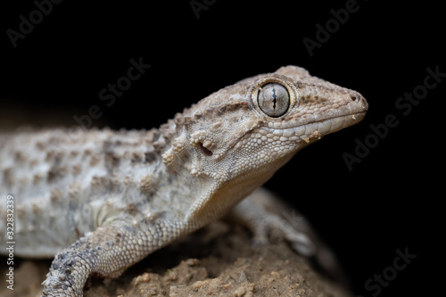 common wall gecko (Tarentola mauritanica)