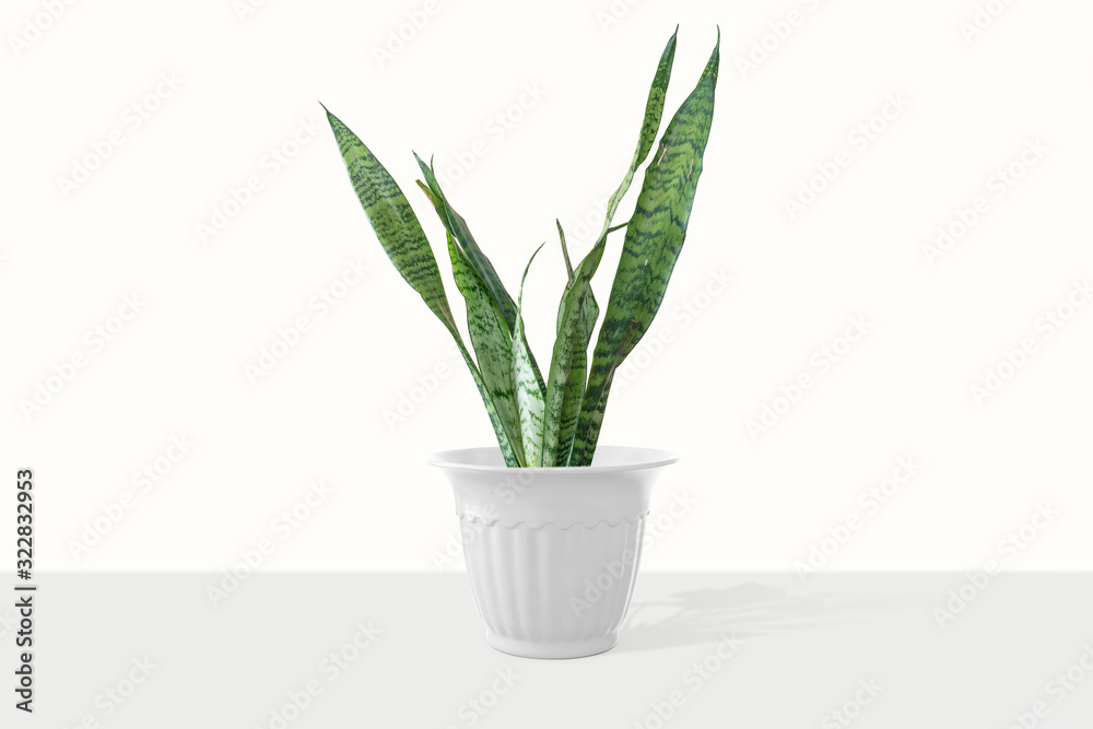 Sansevieria plant in pot on white table Sansevieria plant in pot on white table