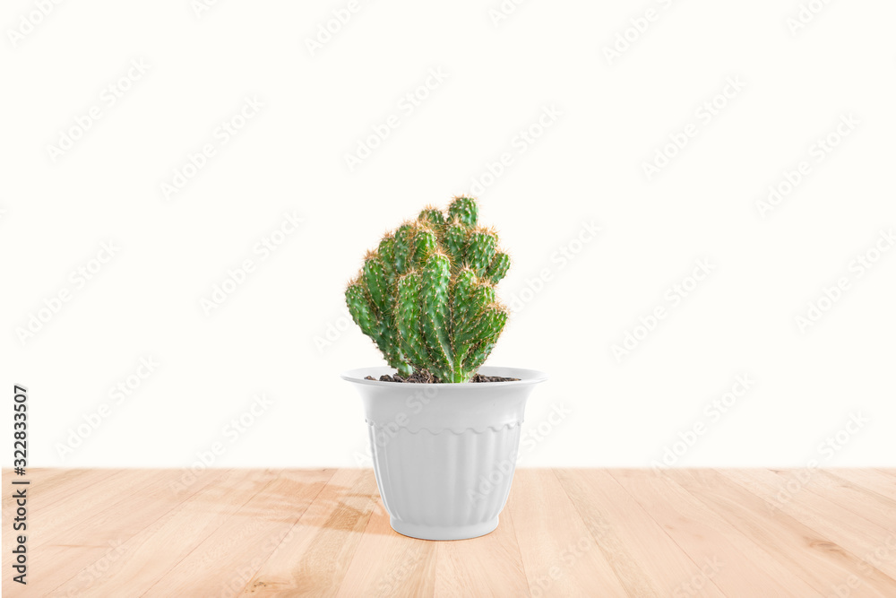 Beautiful cactus isolated on white background. On the wood table colorful ceramic pot. Beautiful cactus isolated on white background. On the wood table colorful ceramic pot.