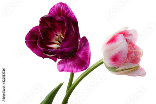 Pair varicolored tulips isolated on a white background