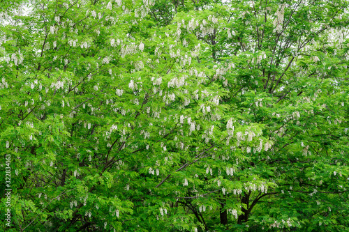 White flowers of Robinia pseudoacacia commonly known as black locust, and green leaves in a summer garden, beautiful outdoor floral background photographed with soft focus