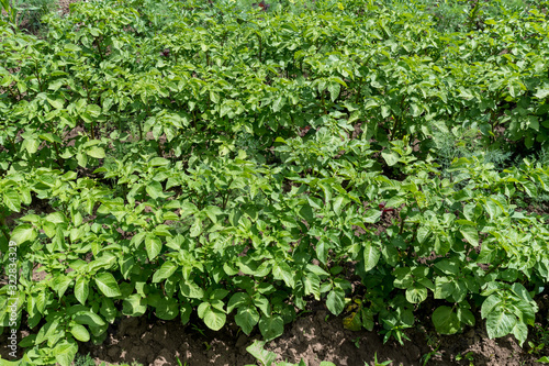 Wallpaper Mural Fresh green organic potato leaves in a traditional vegetables garden in a summer day,  beautiful outdoor green background photographed with soft focus Torontodigital.ca