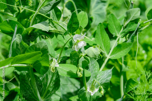 Fresh green organic peas leaves and white flowers in a traditional vegetables garden in a summer day, selective focus