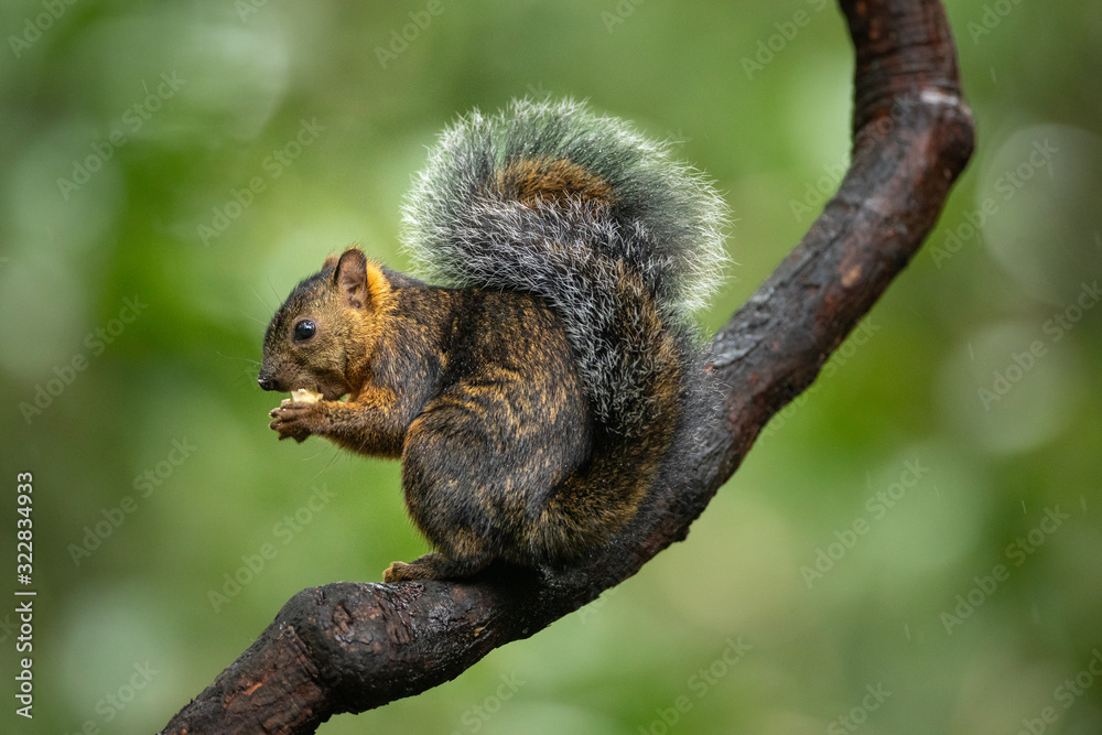 Beautiful and cute little squirrel sitting on a branch and eating piece of banana on a green background. Typical in Central America. Clever, amazing and fast.  Pure nature at its best. Wildlife shot.