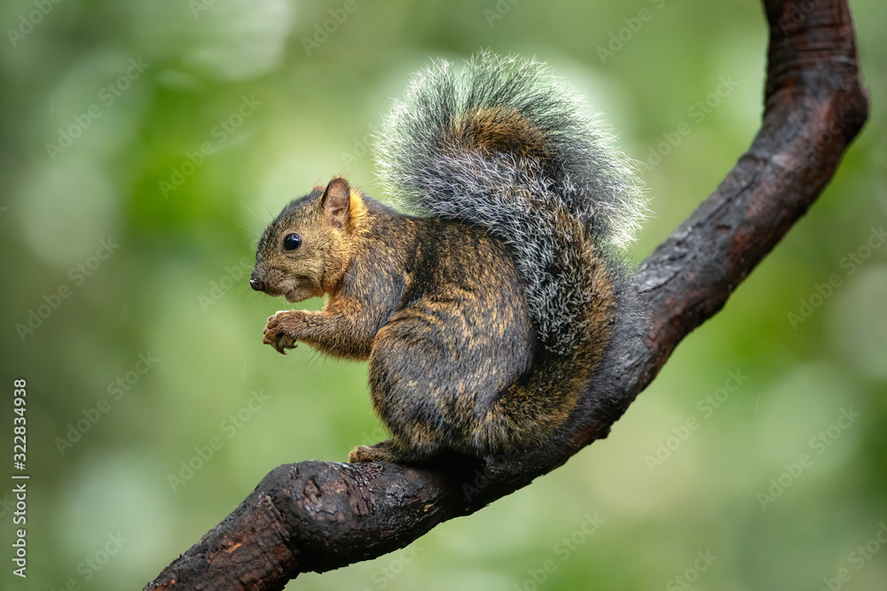 Beautiful and cute little squirrel sitting on a branch and eating piece of banana on a green background. Typical in Central America. Clever, amazing and fast. Pure nature at its best. Wildlife shot. Beautiful and cute little squirrel sitting on a branch and eating piece of banana on a green background. Typical in Central America. Clever, amazing and fast. Pure nature at its best. Wildlife shot.