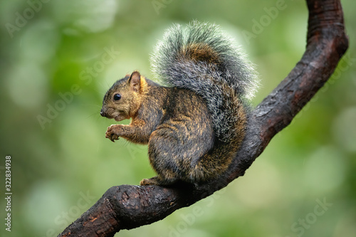 Beautiful and cute little squirrel sitting on a branch and eating piece of banana on a green background. Typical in Central America. Clever, amazing and fast.  Pure nature at its best. Wildlife shot.