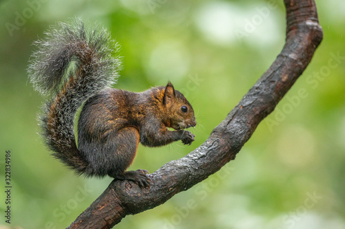 Beautiful and cute little squirrel sitting on a branch and eating piece of banana on a green background. Typical in Central America. Clever, amazing and fast.  Pure nature at its best. Wildlife shot.