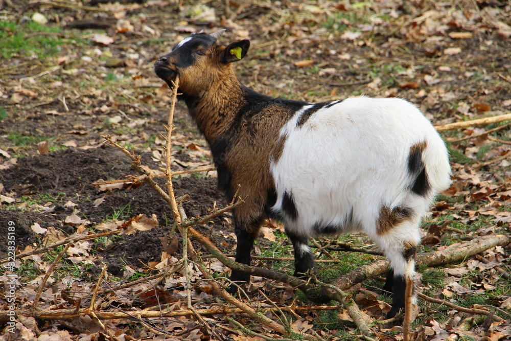 Obraz premium wildpark höllohe
