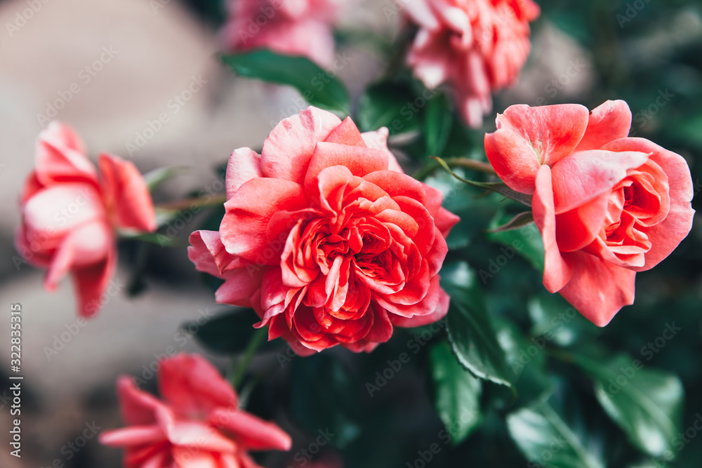 Beautiful pink rose flowers in summer time. Nature background with flowering red roses. Inspirational natural floral spring blooming garden or park backdrop. Beauty flower vintage retro art design. Beautiful pink rose flowers in summer time. Nature background with flowering red roses. Inspirational natural floral spring blooming garden or park backdrop. Beauty flower vintage retro art design.