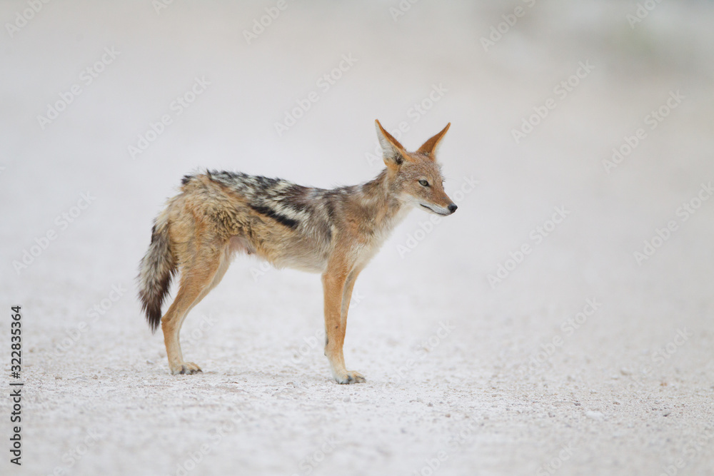 Fototapeta premium Jackal, black backed jackal in the wilderness of Africa 