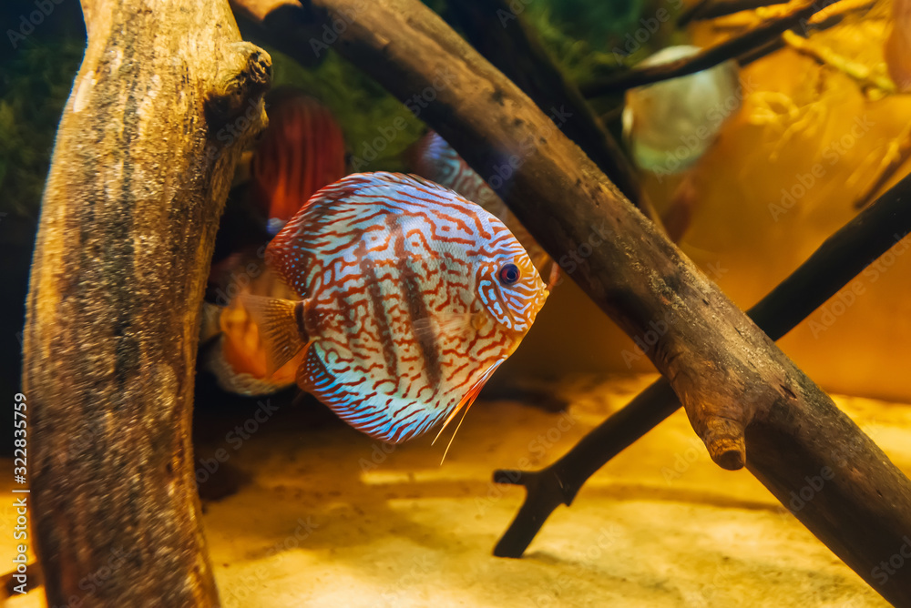 beautiful fish discus Symphysodon aequifasciata axelrodi swim under