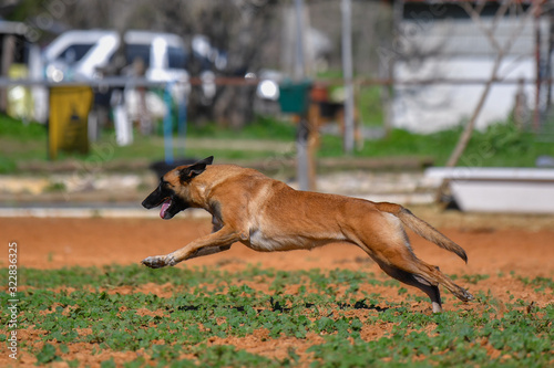 Belgian Malinois runs / jumps on a sand court in a horse farm