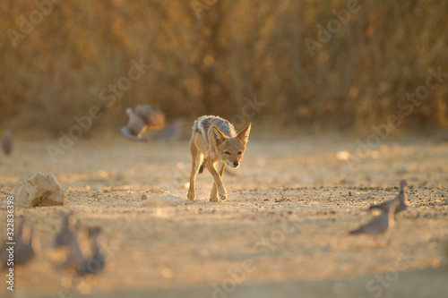 Jackal, black backed jackal in the wilderness of Africa 