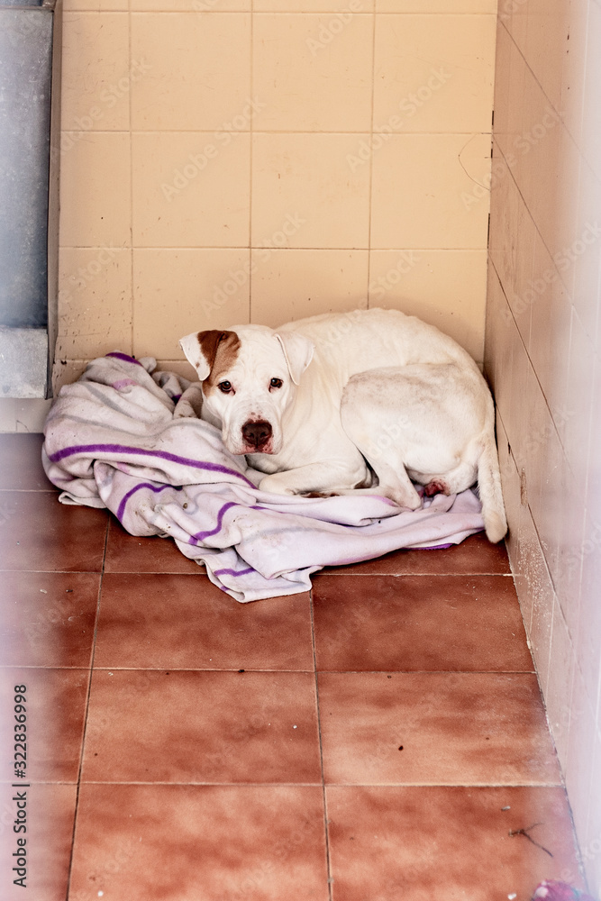 white dog resting in a kennel