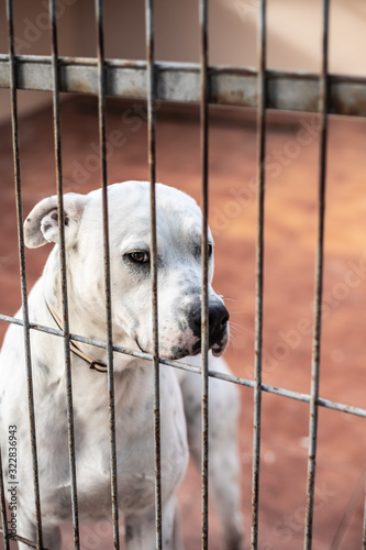 sad dogs wanting to get out of the cage to play © Javier