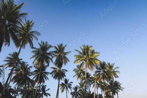 Palms in front of blue sky in Thailand