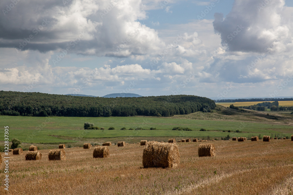 Round bales of straw in the field after harvesting, harvested for fattening pets.