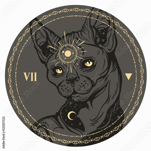 Image of an alchemical magic cat