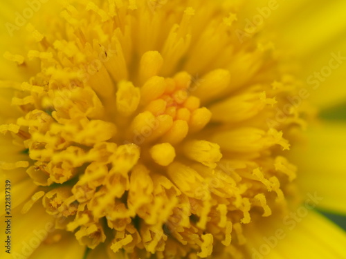 Macro of Bright Yellow Daisy Center