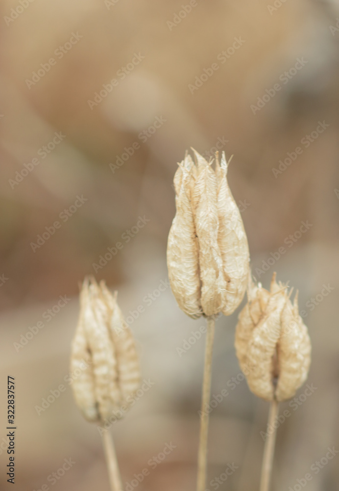 Fototapeta premium Dried summer flowers