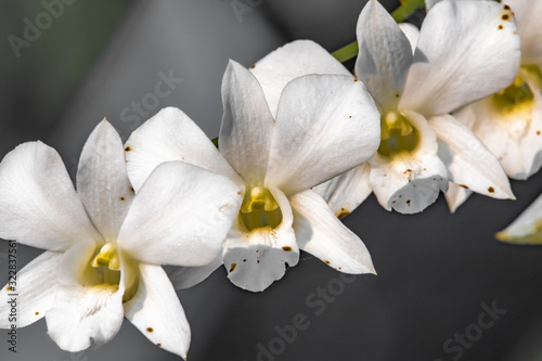Fototapeta Naklejka Na Ścianę i Meble -  White tropical Orchid flowers
