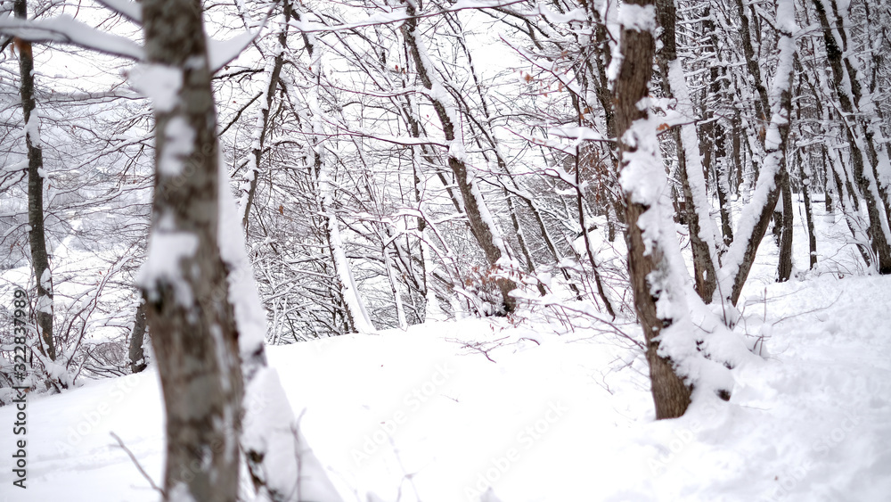 Winter covered trees with white snow Winter covered trees with white snow